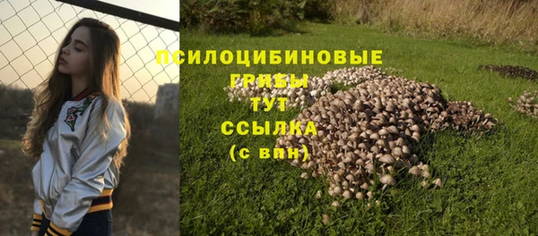 гашик Алексин
